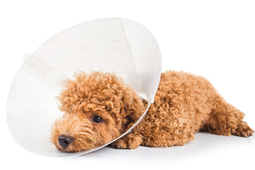 Headerbild Hundekrankenversicherung