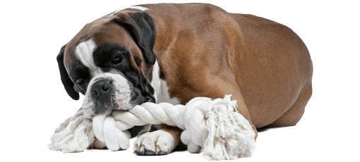 Hunde-OP-Versicherung Hund mit Zahnproblem