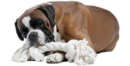 Hund beisst in Seil