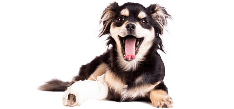 Hund mit Beinbruch