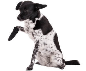 Hundekrankenversicherung Unfall