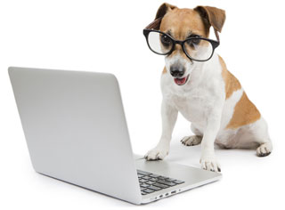 Hund tippt am Laptop
